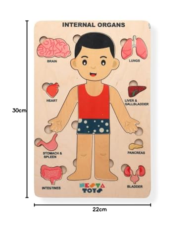 Nesta Toys - Montessori Wooden Educational Puzzles - 3 Variants: Brain Anatomy, Human Body Organs & Fraction Circles