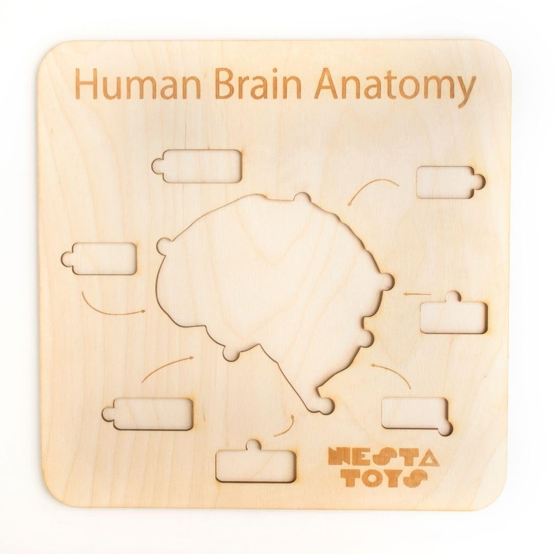 Nesta Toys - Montessori Wooden Educational Puzzles - 3 Variants: Brain Anatomy, Human Body Organs & Fraction Circles