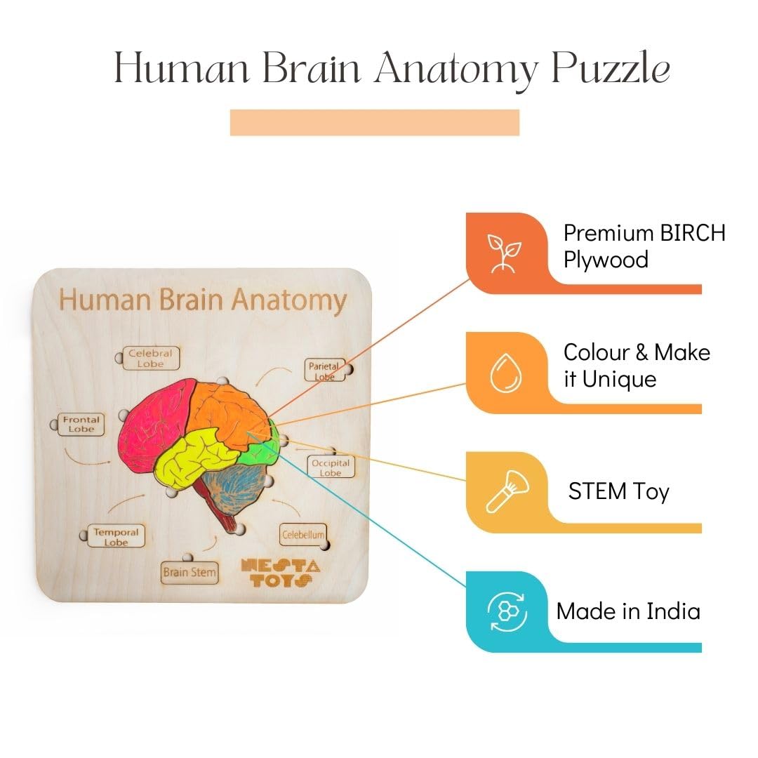 Nesta Toys - Montessori Wooden Educational Puzzles - 3 Variants: Brain Anatomy, Human Body Organs & Fraction Circles