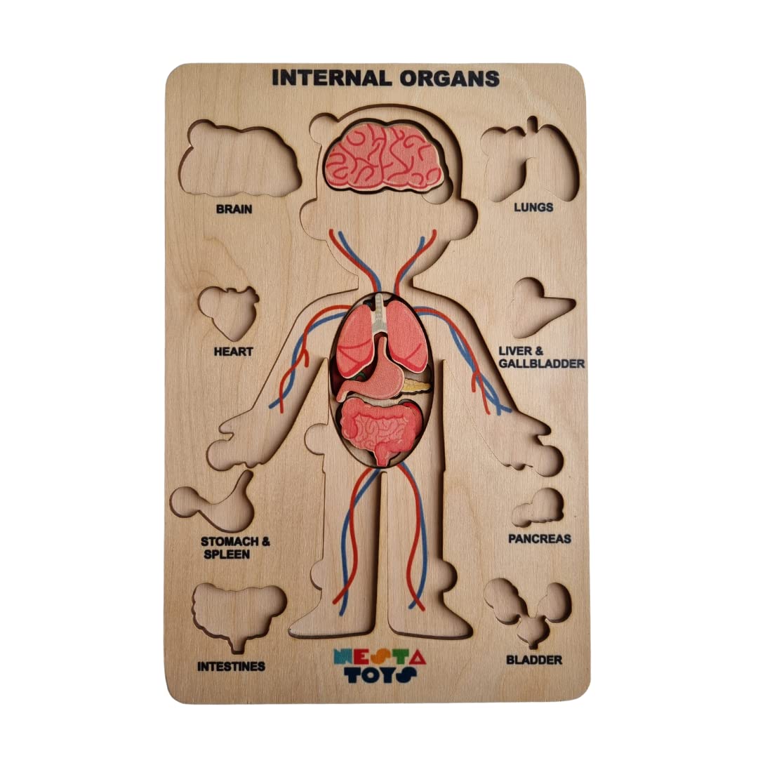 Nesta Toys - Montessori Wooden Educational Puzzles - 3 Variants: Brain Anatomy, Human Body Organs & Fraction Circles