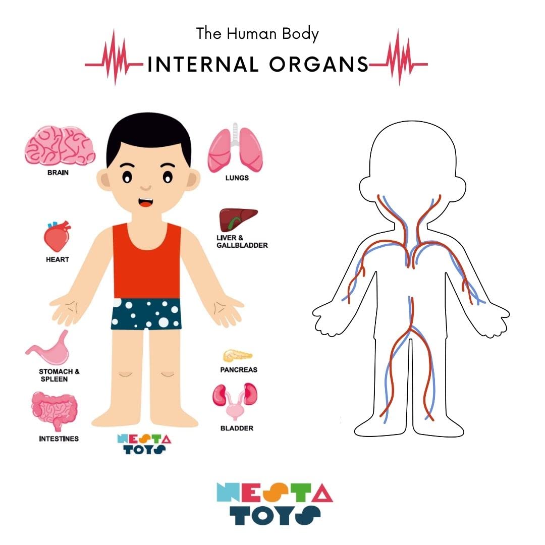 Nesta Toys - Montessori Wooden Educational Puzzles - 3 Variants: Brain Anatomy, Human Body Organs & Fraction Circles