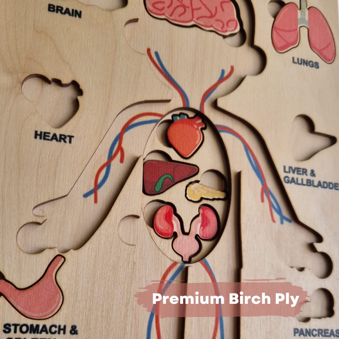 Nesta Toys - Montessori Wooden Educational Puzzles - 3 Variants: Brain Anatomy, Human Body Organs & Fraction Circles