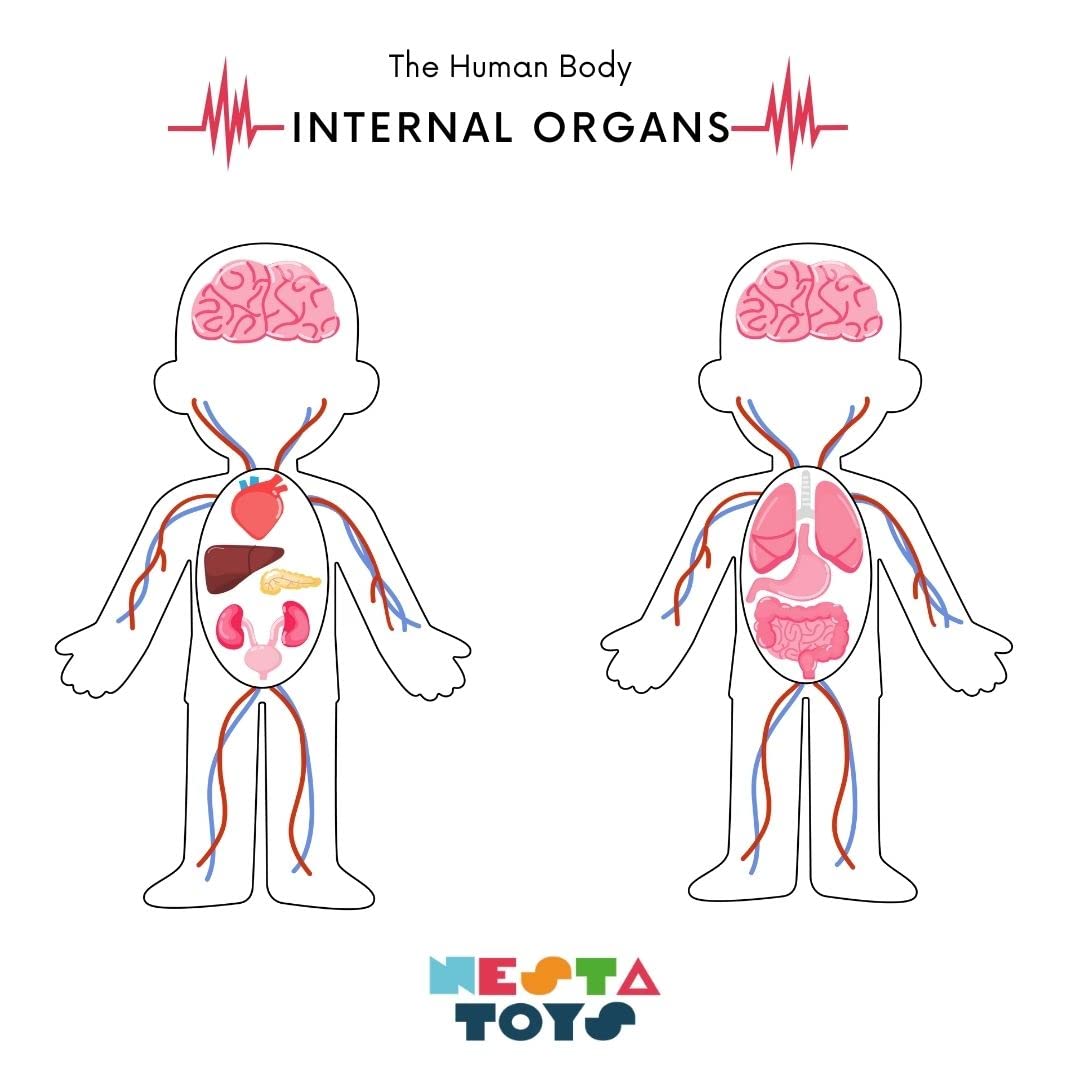 Nesta Toys - Montessori Wooden Educational Puzzles - 3 Variants: Brain Anatomy, Human Body Organs & Fraction Circles