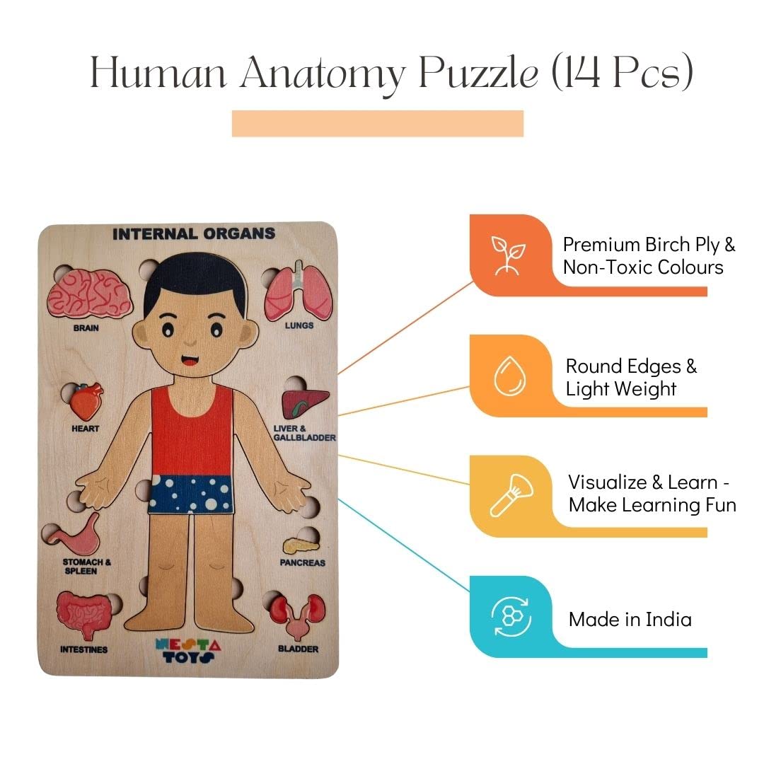 Nesta Toys - Montessori Wooden Educational Puzzles - 3 Variants: Brain Anatomy, Human Body Organs & Fraction Circles