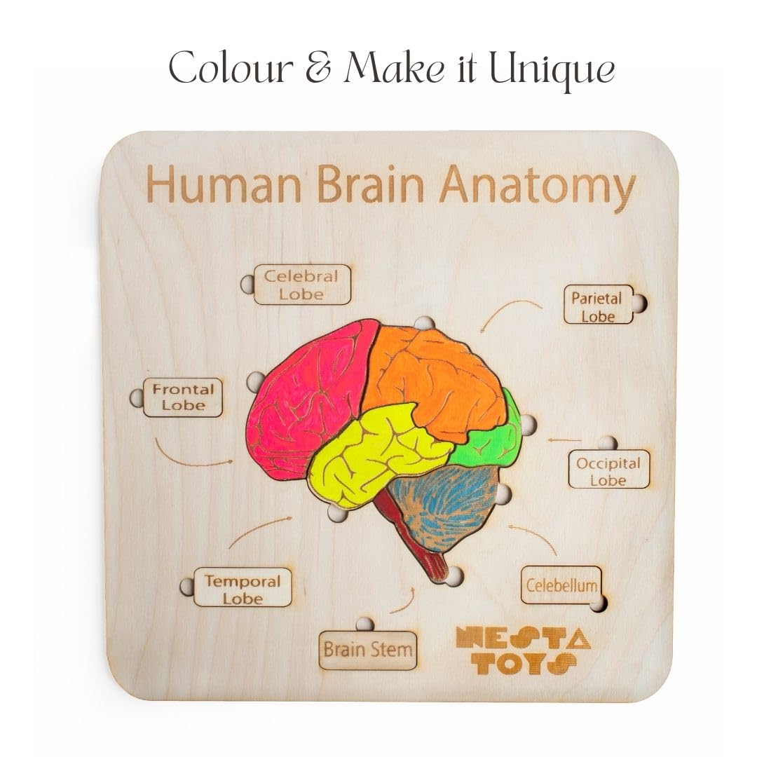 Nesta Toys - Montessori Wooden Educational Puzzles - 3 Variants: Brain Anatomy, Human Body Organs & Fraction Circles