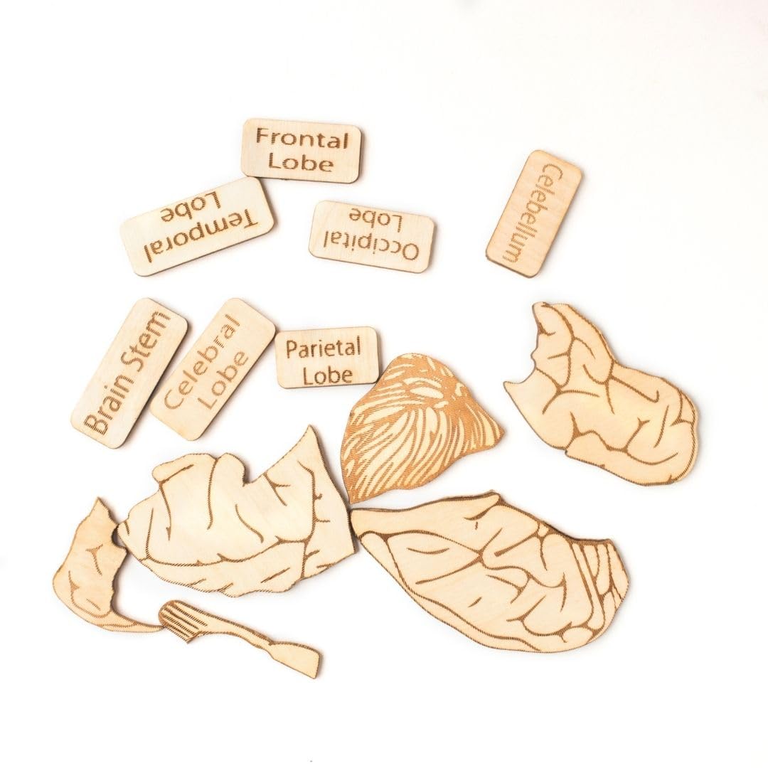 Nesta Toys - Montessori Wooden Educational Puzzles - 3 Variants: Brain Anatomy, Human Body Organs & Fraction Circles