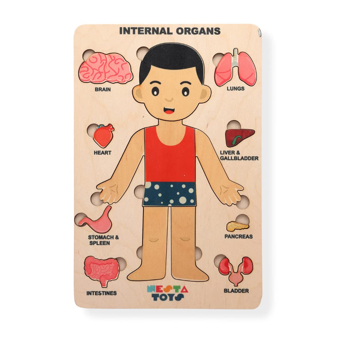 Nesta Toys - Montessori Wooden Educational Puzzles - 3 Variants: Brain Anatomy, Human Body Organs & Fraction Circles