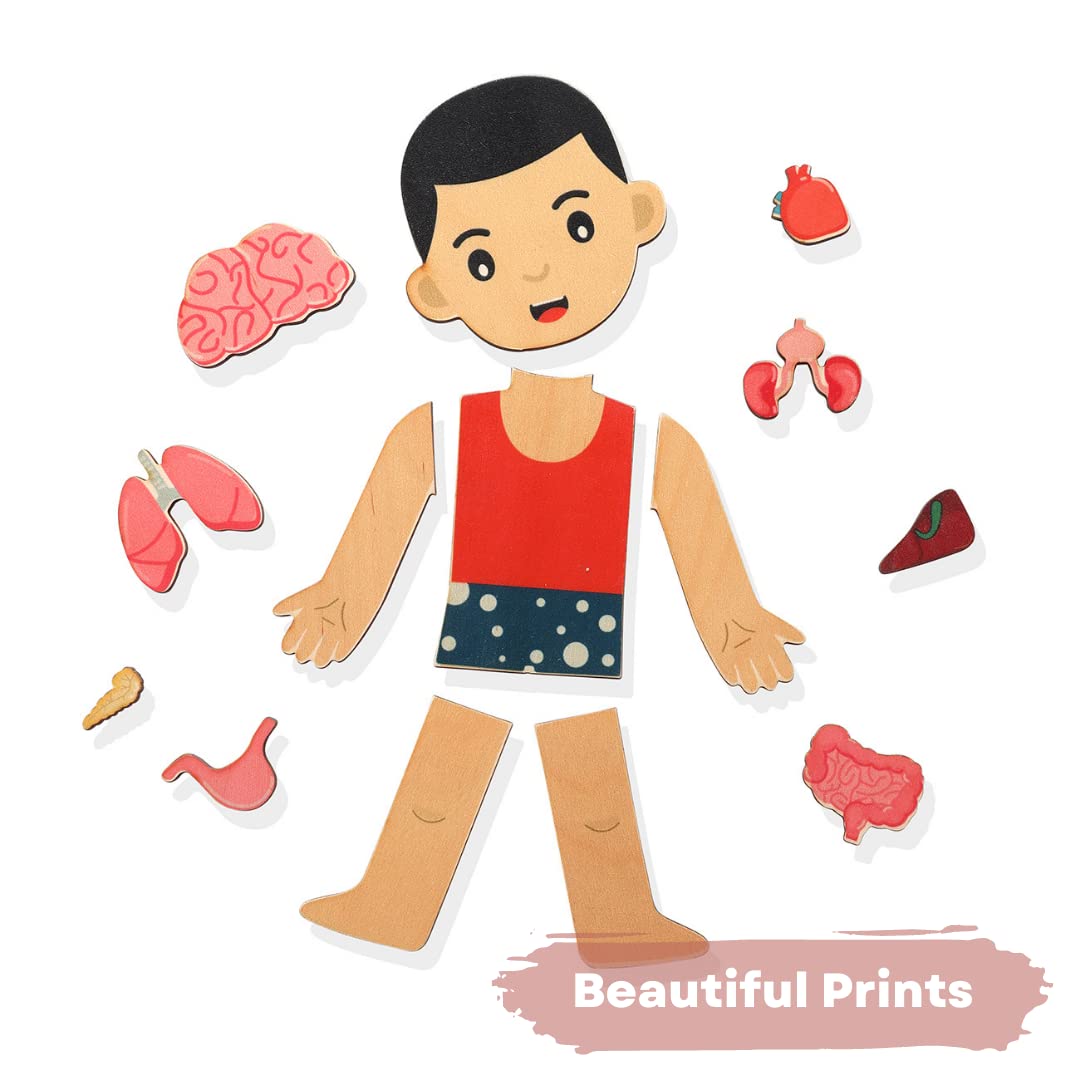 Nesta Toys - Montessori Wooden Educational Puzzles - 3 Variants: Brain Anatomy, Human Body Organs & Fraction Circles