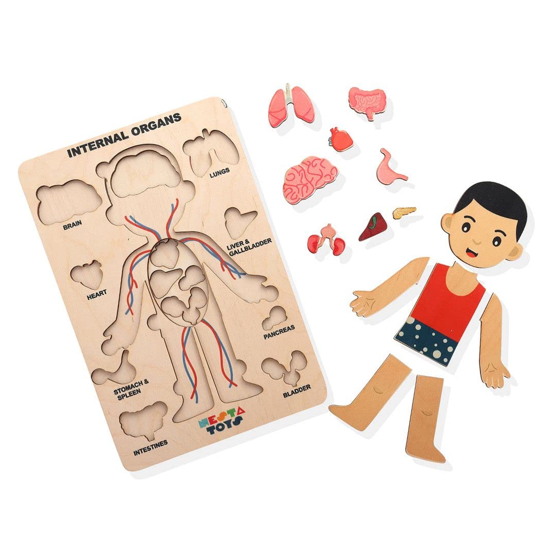 Nesta Toys - Montessori Wooden Educational Puzzles - 3 Variants: Brain Anatomy, Human Body Organs & Fraction Circles