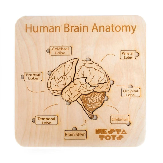 Nesta Toys - Montessori Wooden Educational Puzzles - 3 Variants: Brain Anatomy, Human Body Organs & Fraction Circles