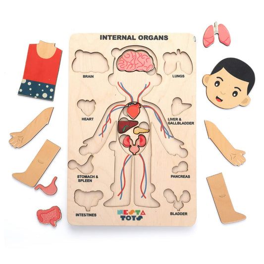Nesta Toys - Montessori Wooden Educational Puzzles - 3 Variants: Brain Anatomy, Human Body Organs & Fraction Circles
