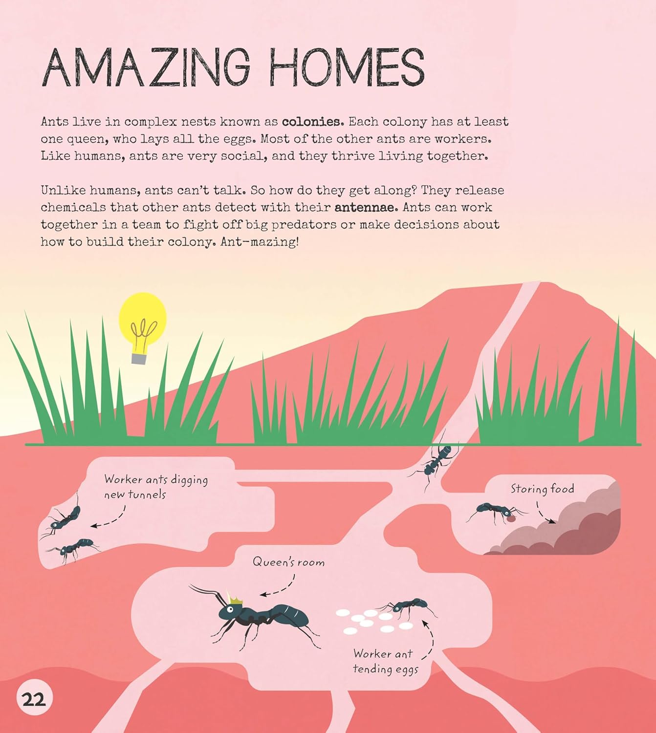 Entomology Activity Book