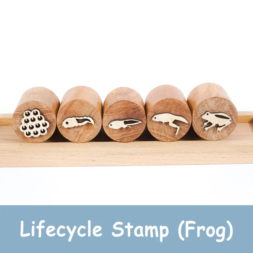MoonToys-  Frog Life Cycle Stamp