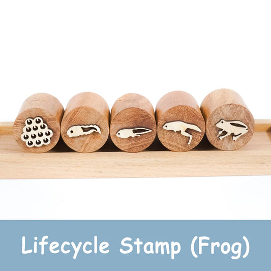 MoonToys-  Frog Life Cycle Stamp