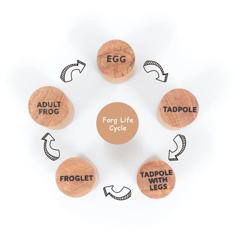 MoonToys-  Frog Life Cycle Stamp