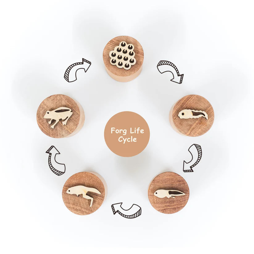 MoonToys-  Frog Life Cycle Stamp